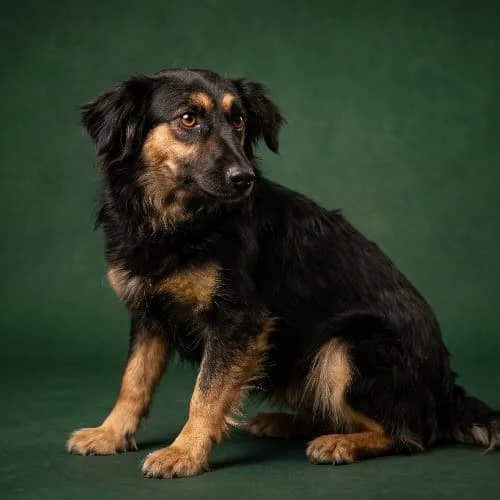 SIRRA, female senior Mixed Breed for adoption at Fundacja Puszatek, Warszawa