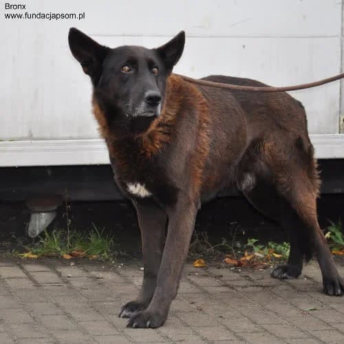 Bronx, male puppy Mixed Breed for adoption at Fundacja Puszatek, Warszawa