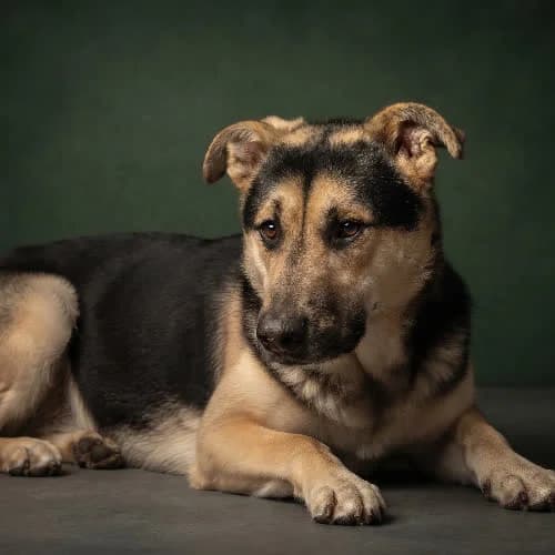 AKCENT, male senior Mixed Breed for adoption at Fundacja Puszatek, Warszawa