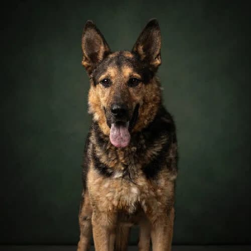 AERO, male 6yo Mixed Breed for adoption at Fundacja Puszatek, Warszawa