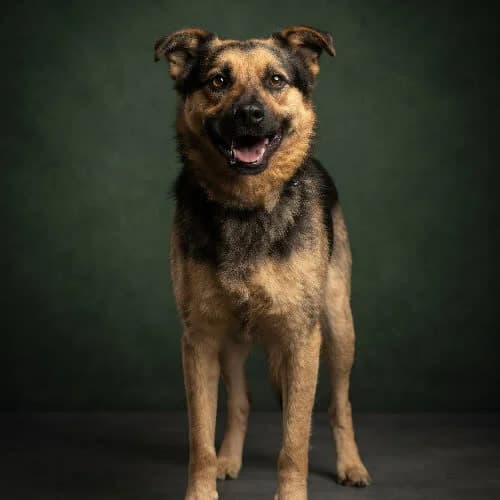 IBUM, male 4yo Mixed Breed for adoption at Fundacja Puszatek, Warszawa