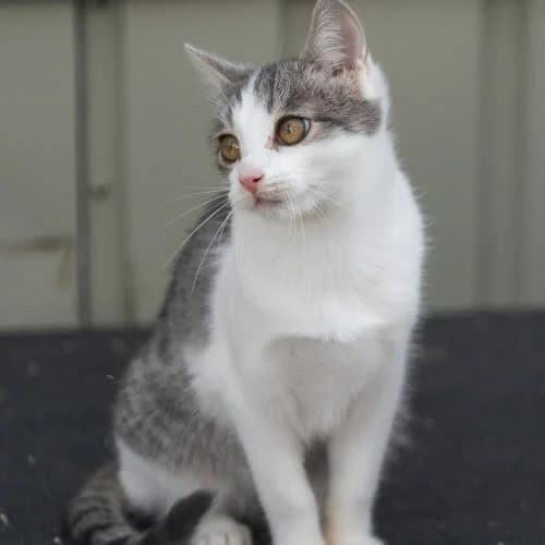 Kotka Whiskas, female 4yo Mixed Breed for adoption at Fundacja Puszatek, Warszawa