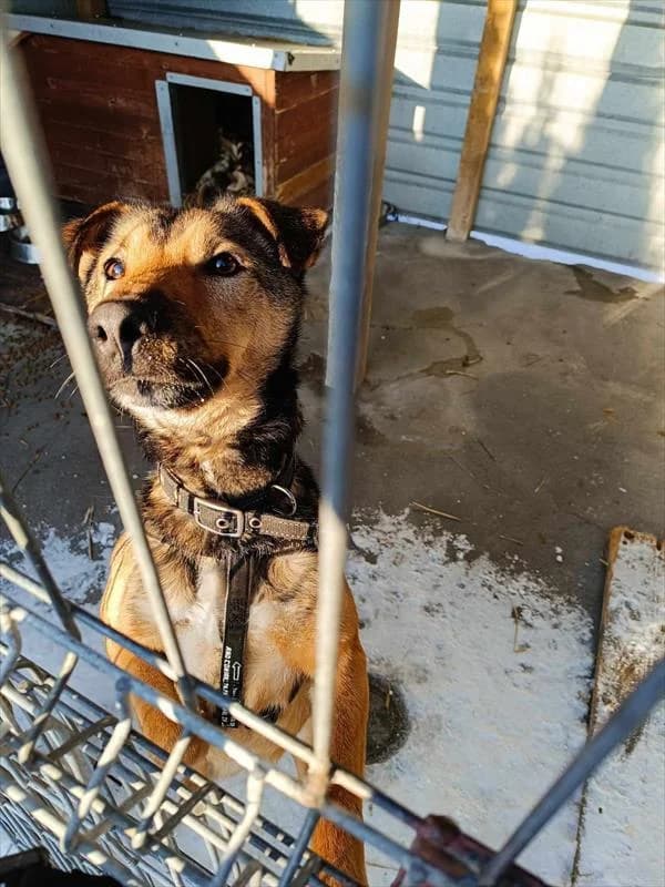 Bemol, male Mixed Breed for adoption at Schronisko dla Zwierząt — Racibórz (Azorki)