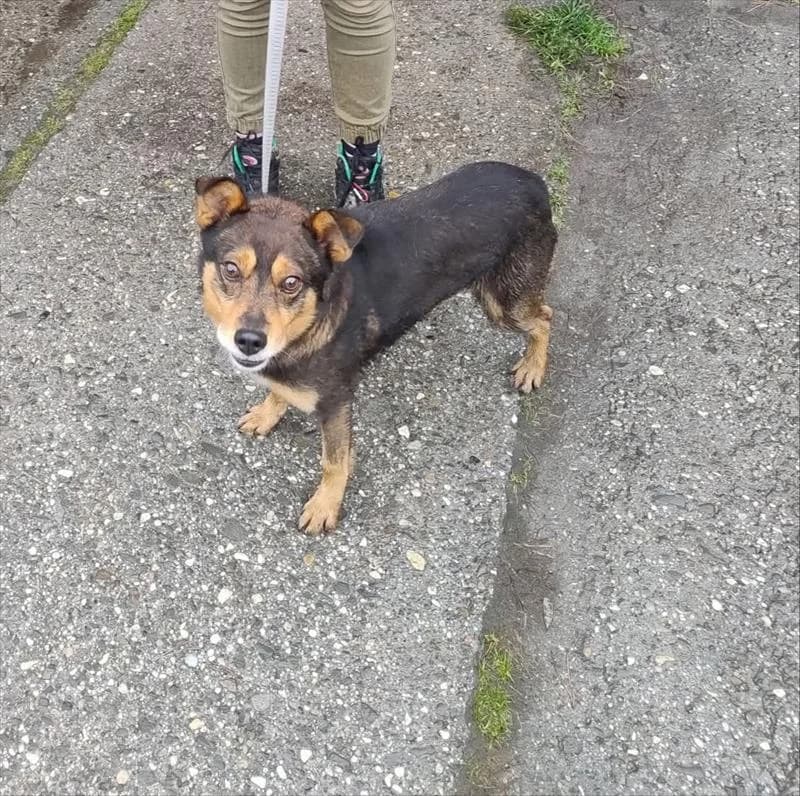 REMIK, male 6yo Mixed Breed for adoption at Schronisko dla Zwierząt — Racibórz (Azorki)