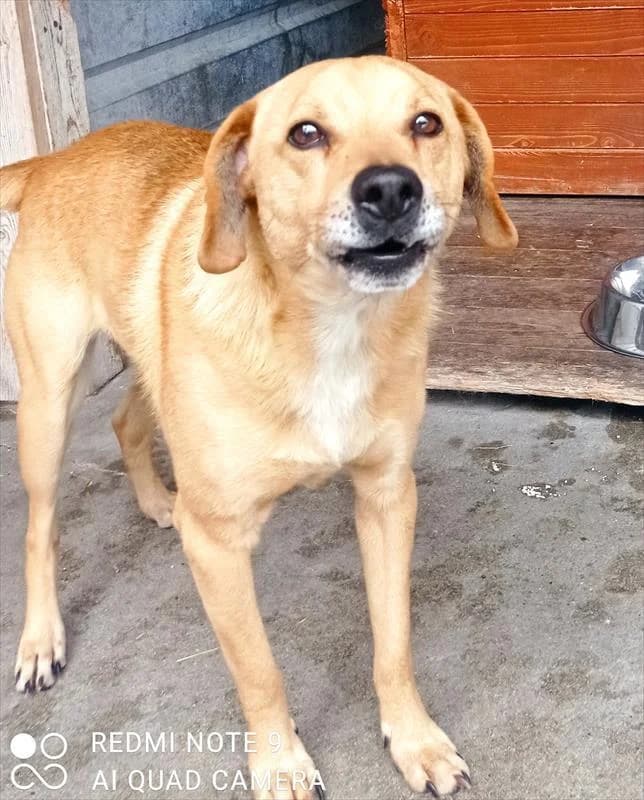 JUNIOR, male Mixed Breed for adoption at Schronisko dla Zwierząt — Racibórz (Azorki)