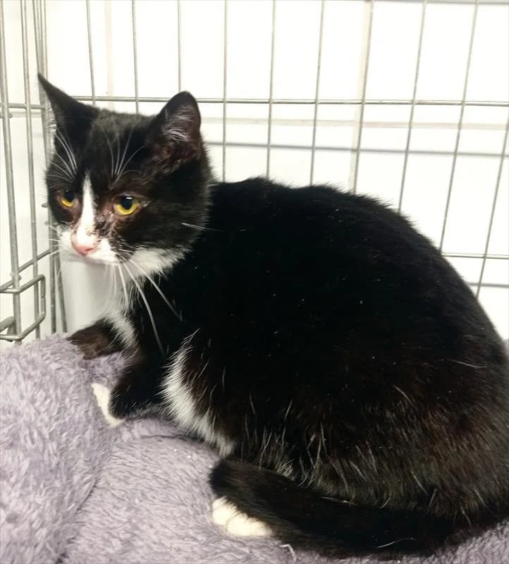 ZUZIA, female Mixed Breed for adoption at Schronisko dla Zwierząt — Racibórz (Azorki)