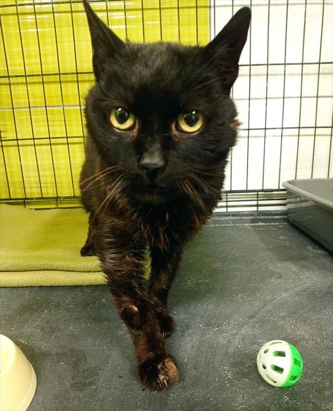 ANDRZEJ, male Mixed Breed for adoption at Schronisko dla Zwierząt — Racibórz (Azorki)