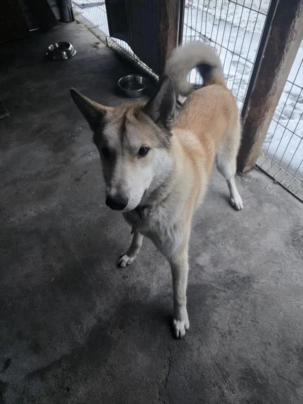 MISIEK, male Mixed Breed for adoption at Schronisko dla Zwierząt — Racibórz (Azorki)