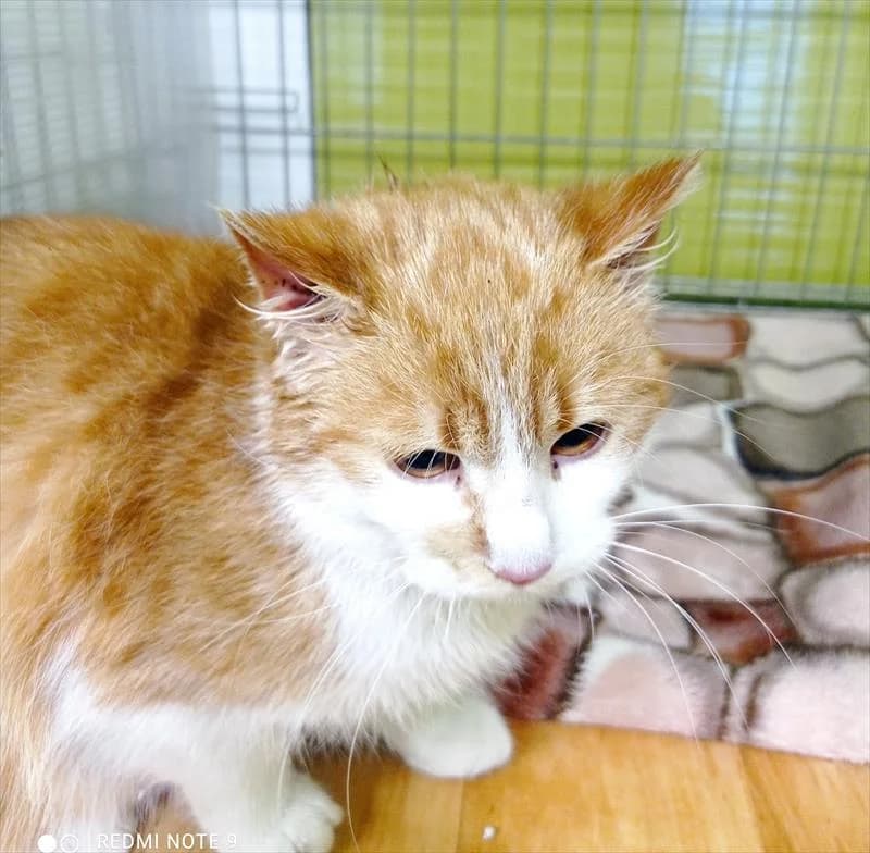 HERA, female Mixed Breed for adoption at Schronisko dla Zwierząt — Racibórz (Azorki)