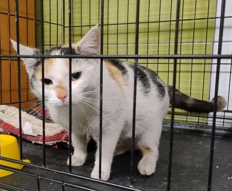 LUIZA, female Mixed Breed for adoption at Schronisko dla Zwierząt — Racibórz (Azorki)