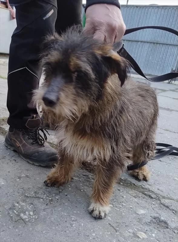 Romek, male Mixed Breed for adoption at Schronisko dla Zwierząt — Racibórz (Azorki)