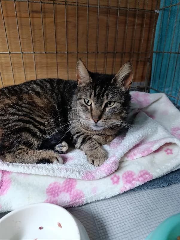 Rysia, female Mixed Breed for adoption at Schronisko dla Zwierząt — Racibórz (Azorki)