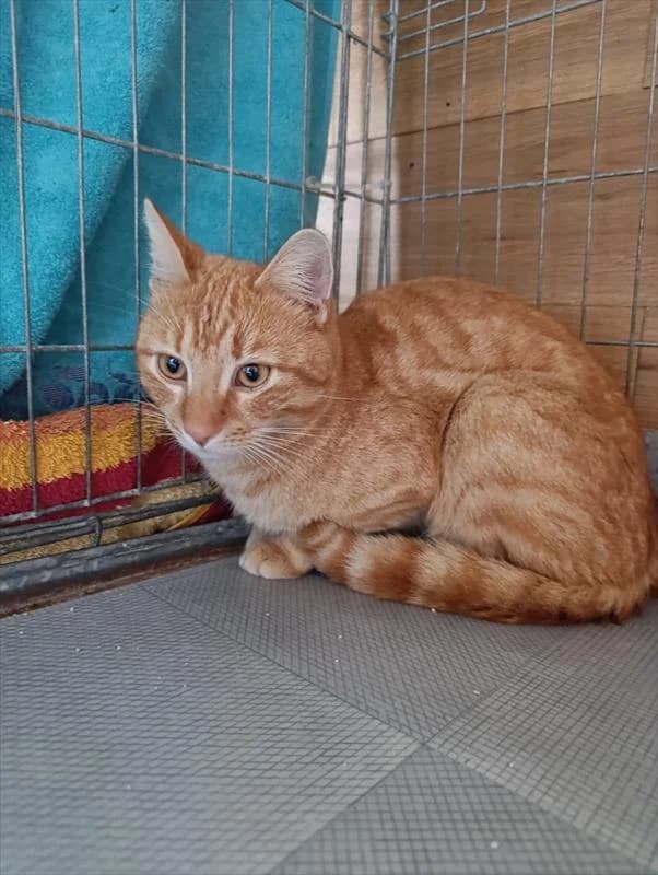 Płomyk, male Mixed Breed for adoption at Schronisko dla Zwierząt — Racibórz (Azorki)