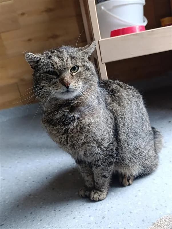 Jaśmin, male Mixed Breed for adoption at Schronisko dla Zwierząt — Racibórz (Azorki)