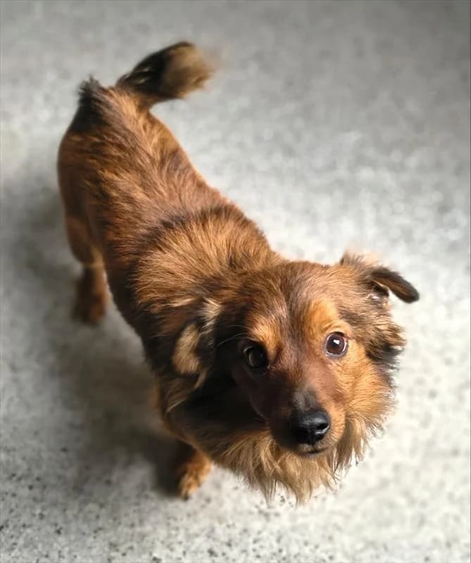 Kawałek, male Mixed Breed for adoption at Schronisko dla Zwierząt — Racibórz (Azorki)