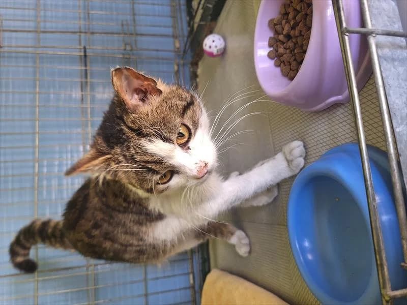 Mango, male Mixed Breed for adoption at Schronisko dla Zwierząt — Racibórz (Azorki)