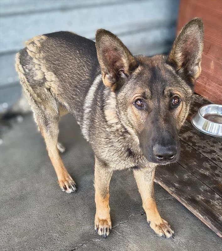 Diesel, male mixed breed for adoption at Schronisko dla Zwierząt — Racibórz (Azorki)
