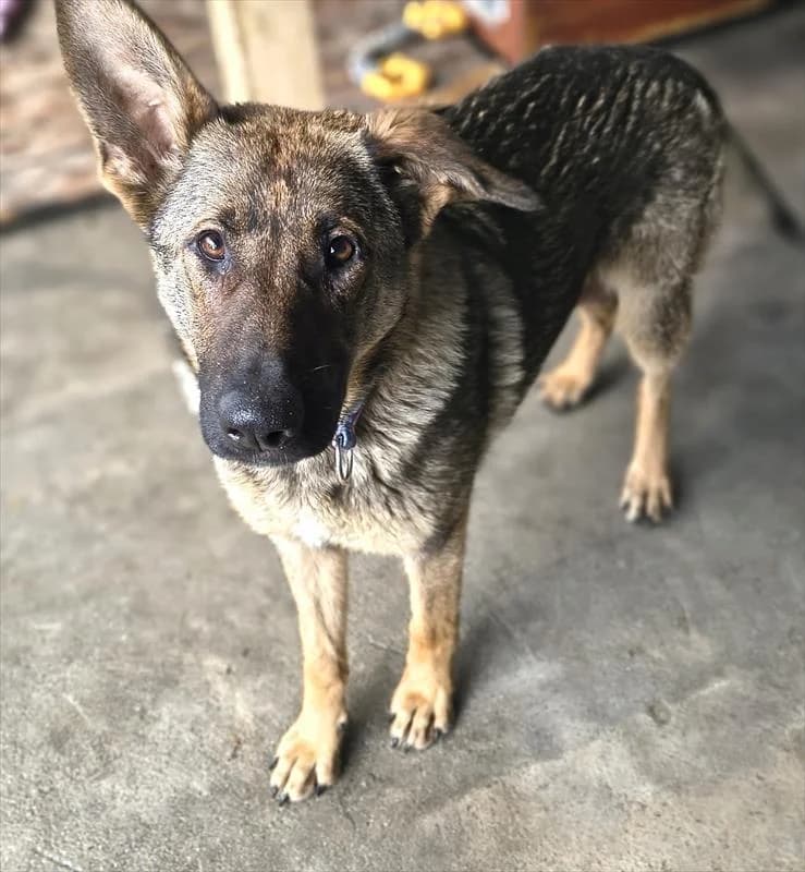 Delta, female mixed breed for adoption at Schronisko dla Zwierząt — Racibórz (Azorki)