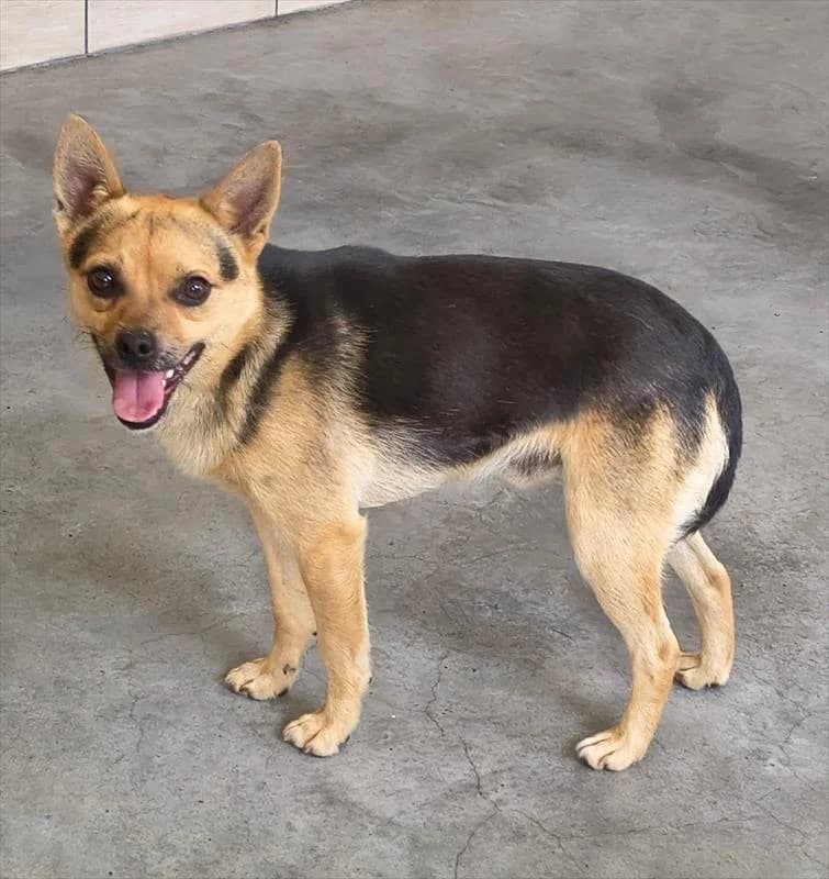 Yogi, male Mixed Breed for adoption at Schronisko dla Zwierząt — Racibórz (Azorki)