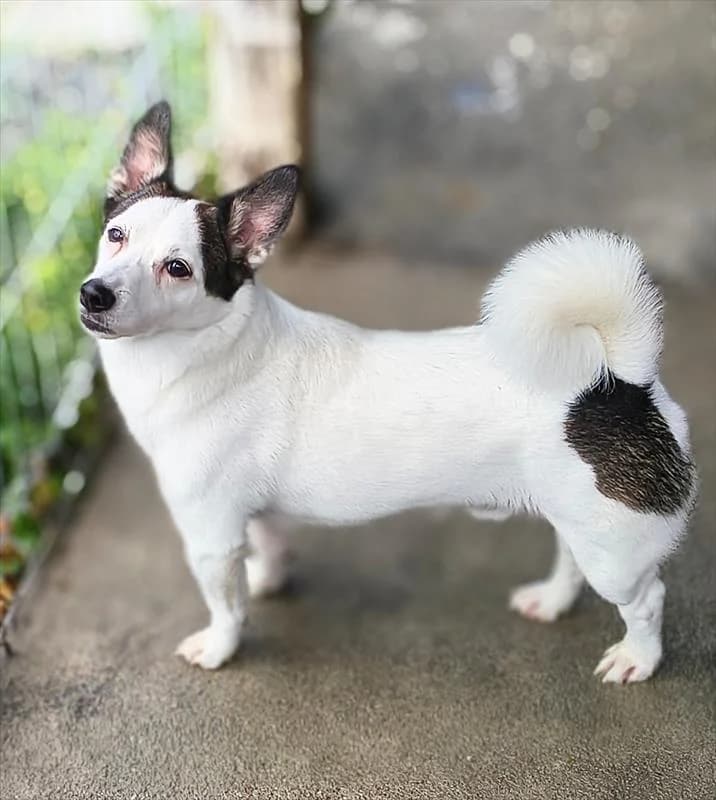 Dexter, male 4yo Mixed Breed for adoption at Schronisko dla Zwierząt — Racibórz (Azorki)