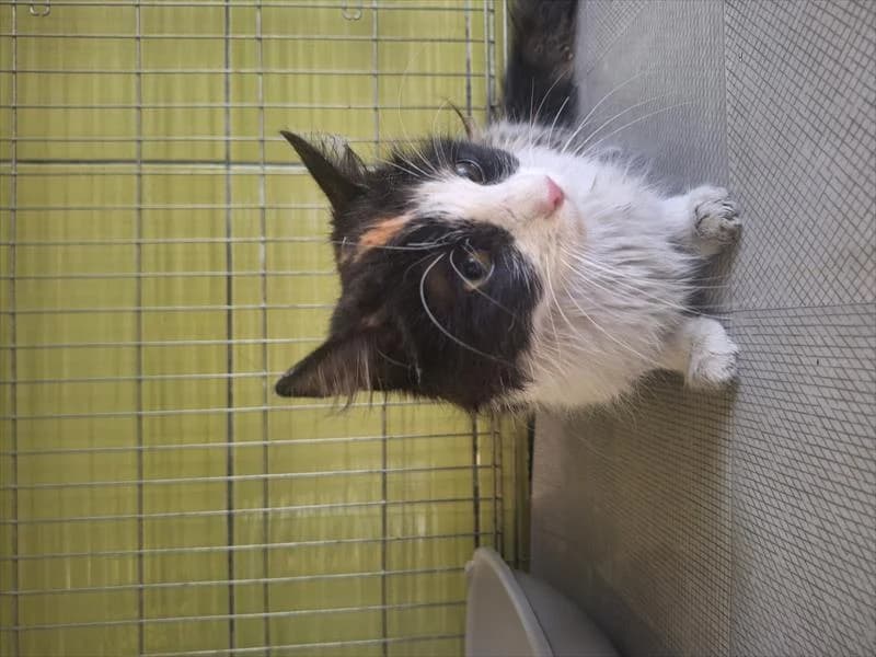 Nefra, female 3yo Mixed Breed for adoption at Schronisko dla Zwierząt — Racibórz (Azorki)