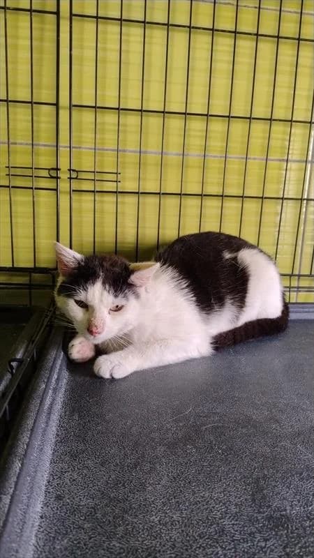 Dante, male 3yo Mixed Breed for adoption at Schronisko dla Zwierząt — Racibórz (Azorki)