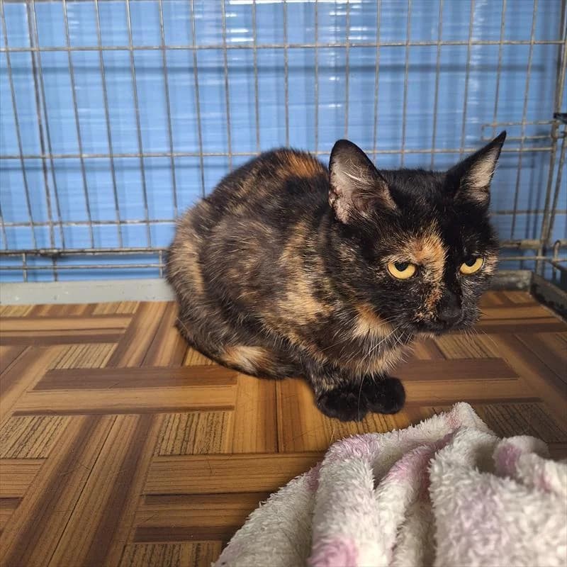 Safira, female 5yo Mixed Breed for adoption at Schronisko dla Zwierząt — Racibórz (Azorki)