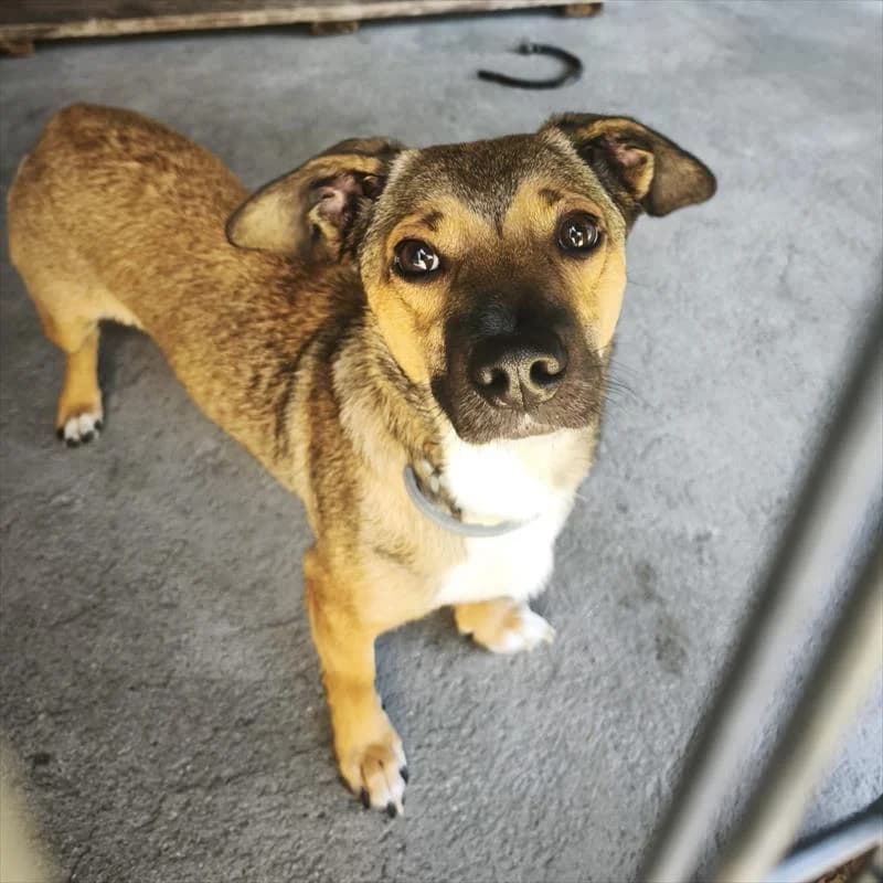 Lili, female young Mixed Breed for adoption at Schronisko dla Zwierząt — Racibórz (Azorki)