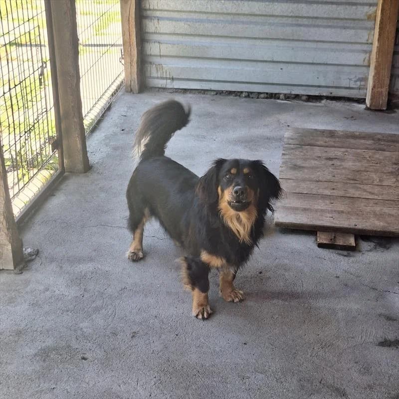 Goofi, male Mixed Breed for adoption at Schronisko dla Zwierząt — Racibórz (Azorki)