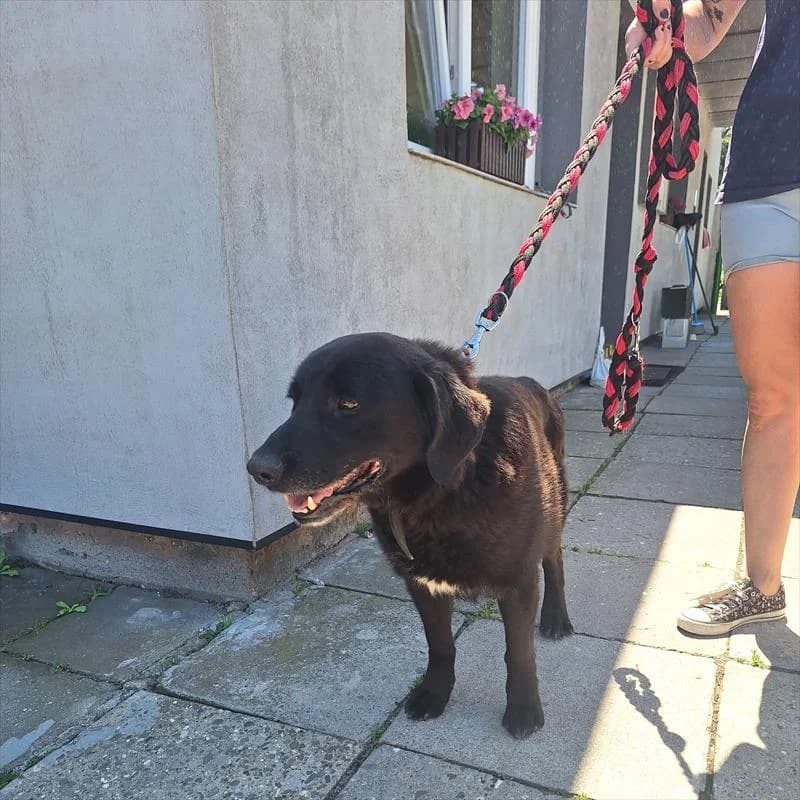 Felek, male 6yo mixed breed for adoption at Schronisko dla Zwierząt — Racibórz (Azorki)