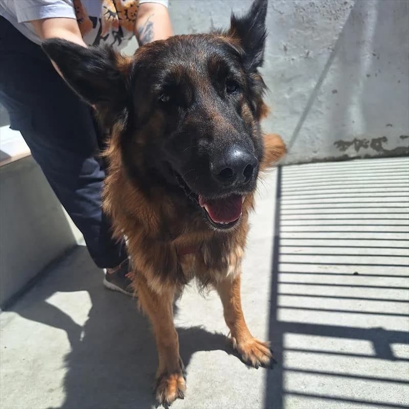 Silver, female 6yo mixed breed for adoption at Schronisko dla Zwierząt — Racibórz (Azorki)