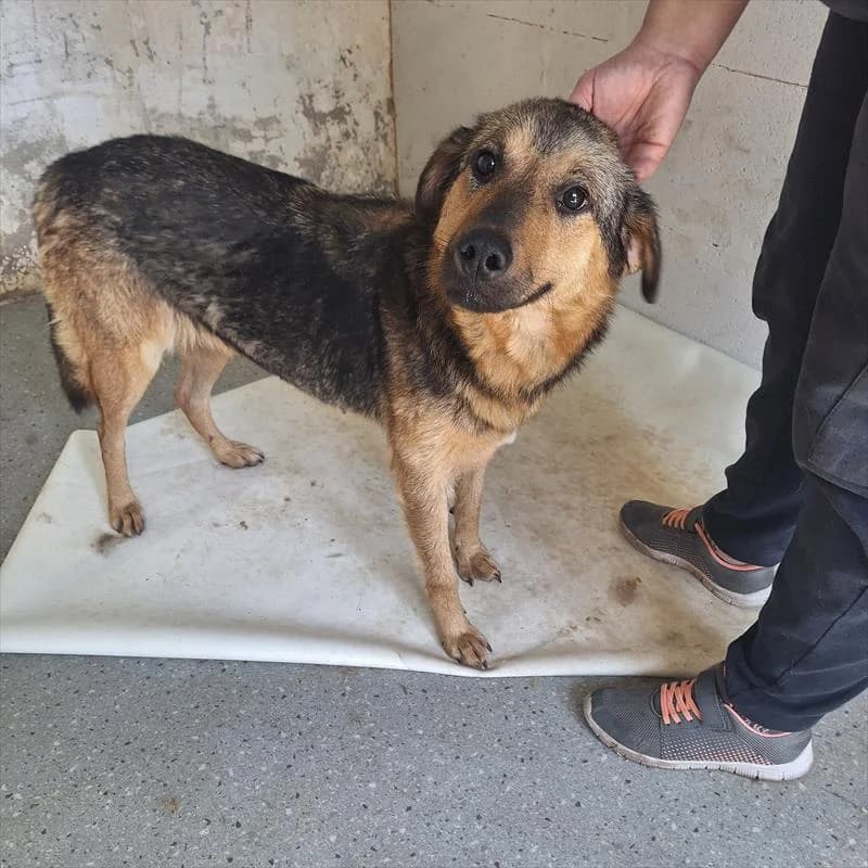 Diana, female 3yo Mixed Breed for adoption at Schronisko dla Zwierząt — Racibórz (Azorki)