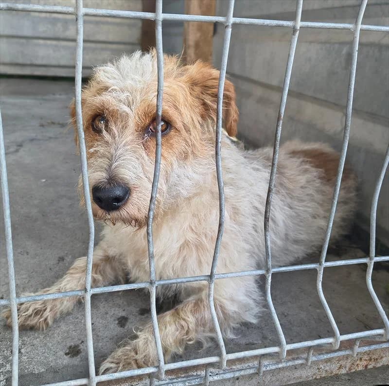 Łatek, male young Mixed Breed for adoption at Schronisko dla Zwierząt — Racibórz (Azorki)