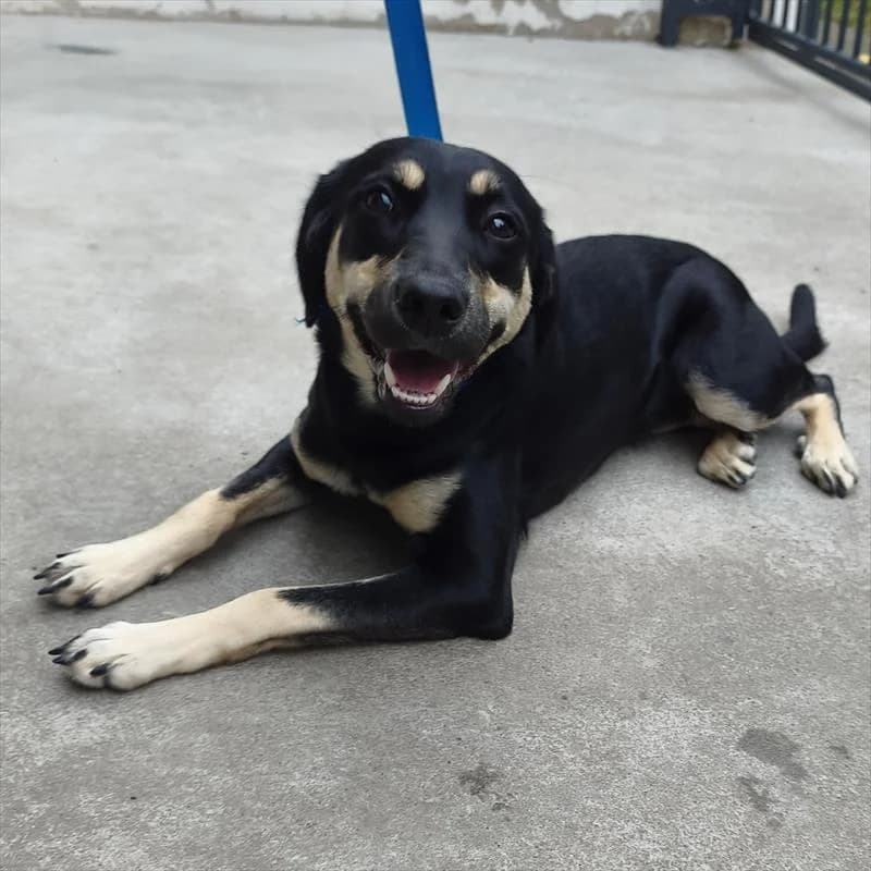 Zula, female puppy Mixed Breed for adoption at Schronisko dla Zwierząt — Racibórz (Azorki)