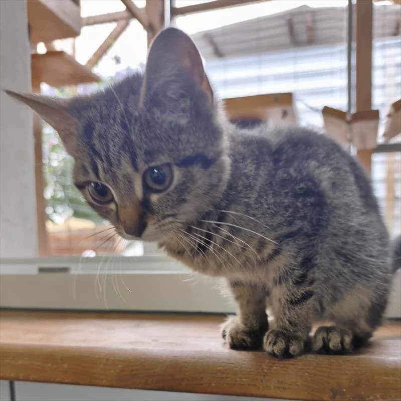 Pszczółka, female Mixed Breed for adoption at Schronisko dla Zwierząt — Racibórz (Azorki)