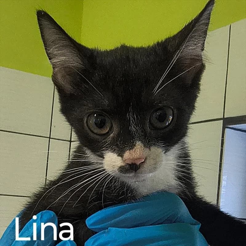 Lina, female Mixed Breed for adoption at Schronisko dla Zwierząt — Racibórz (Azorki)