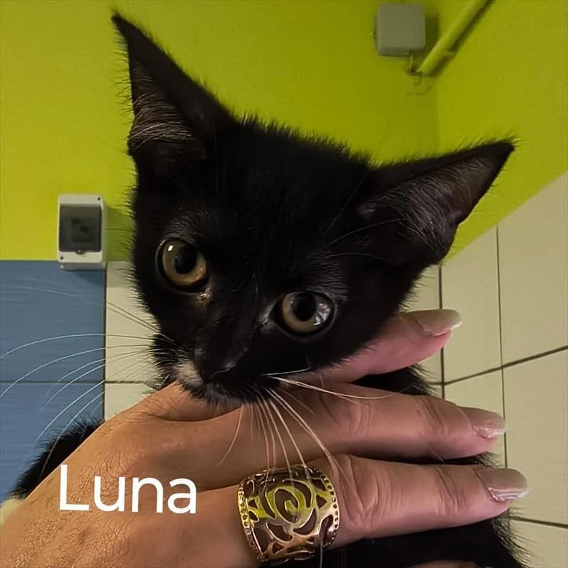 Luna, female Mixed Breed for adoption at Schronisko dla Zwierząt — Racibórz (Azorki)