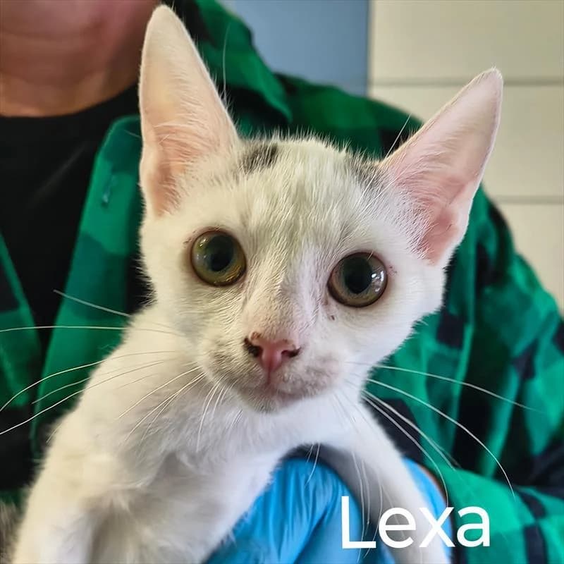 Lexa, female Mixed Breed for adoption at Schronisko dla Zwierząt — Racibórz (Azorki)