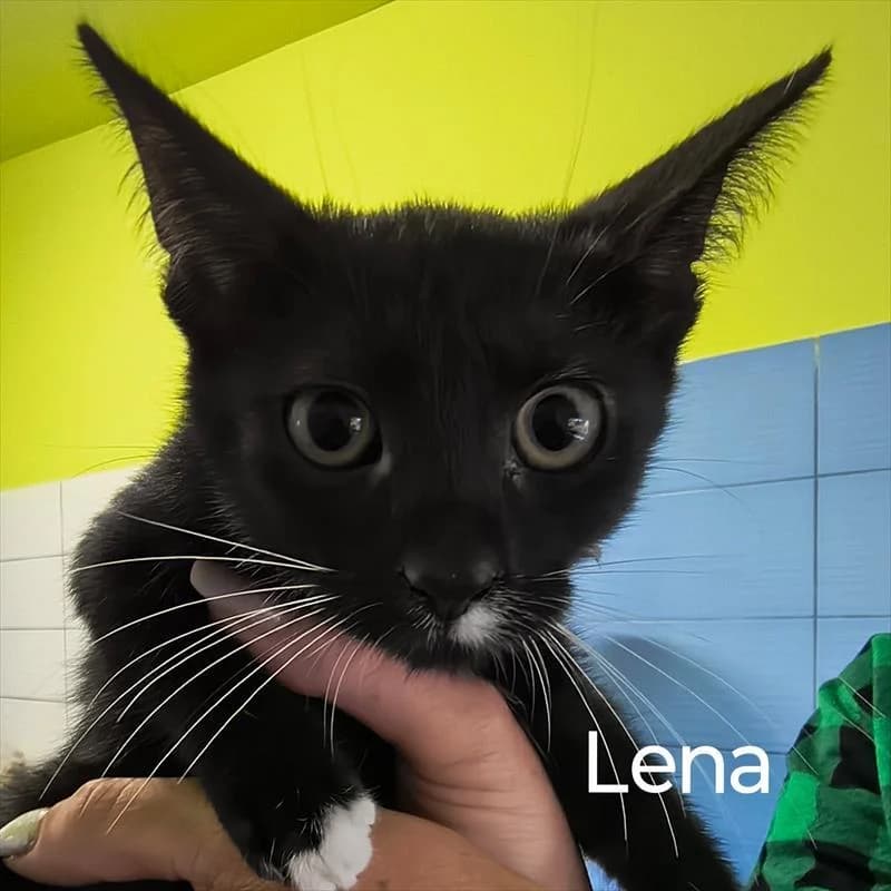 Lena, female Mixed Breed for adoption at Schronisko dla Zwierząt — Racibórz (Azorki)