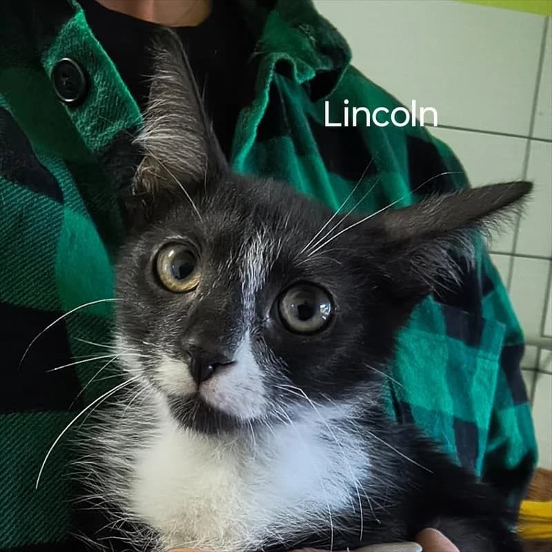 Lincoln, male Mixed Breed for adoption at Schronisko dla Zwierząt — Racibórz (Azorki)