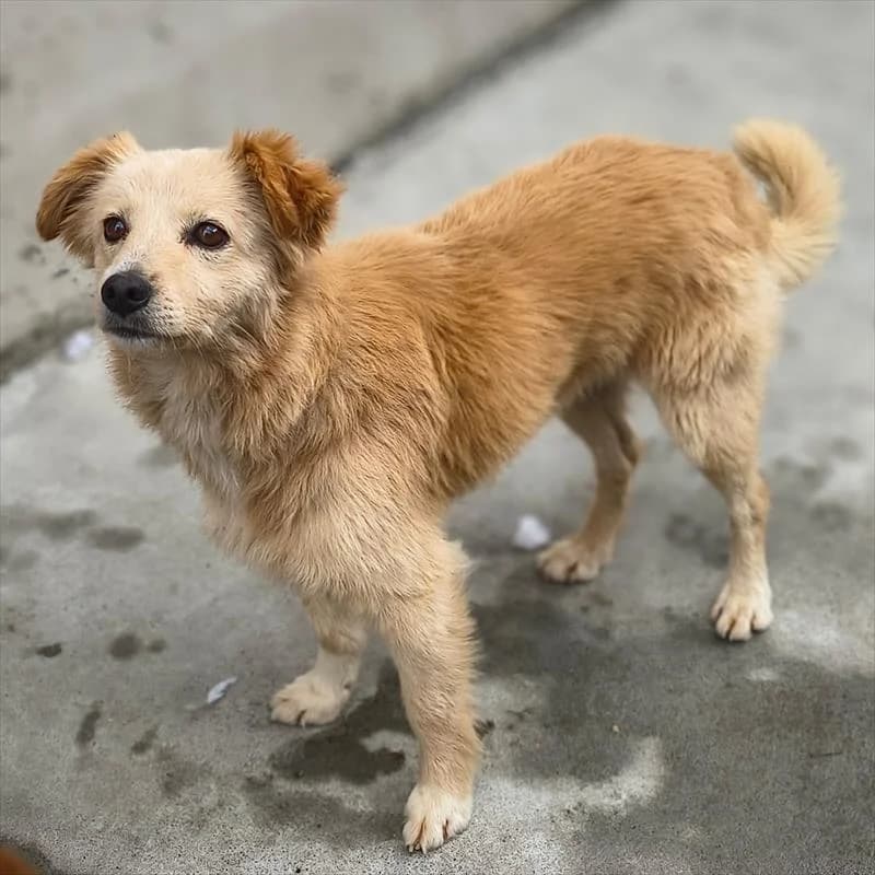 Tola, female 5yo Mixed Breed for adoption at Schronisko dla Zwierząt — Racibórz (Azorki)