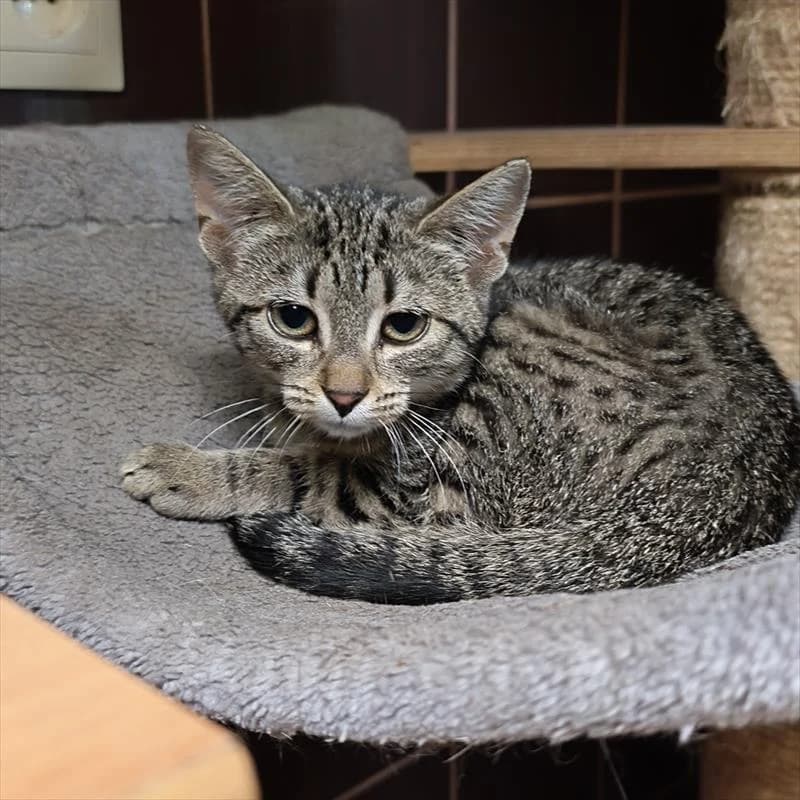 Patka, female Mixed Breed for adoption at Schronisko dla Zwierząt — Racibórz (Azorki)
