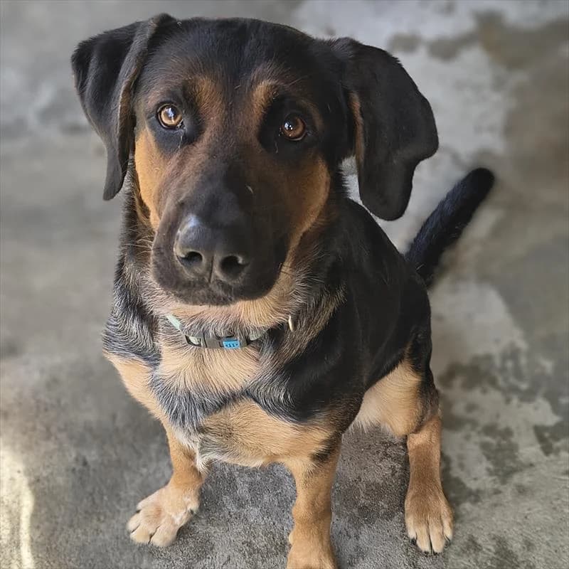 Borys, male young Mixed Breed for adoption at Schronisko dla Zwierząt — Racibórz (Azorki)