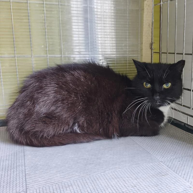Zorro, male 3yo Mixed Breed for adoption at Schronisko dla Zwierząt — Racibórz (Azorki)