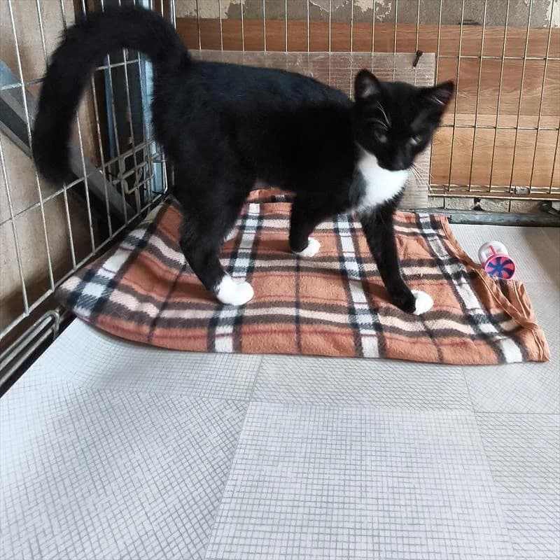 Oreo, male puppy Mixed Breed for adoption at Schronisko dla Zwierząt — Racibórz (Azorki)