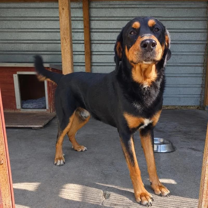 Baloo, male young Mixed Breed for adoption at Schronisko dla Zwierząt — Racibórz (Azorki)