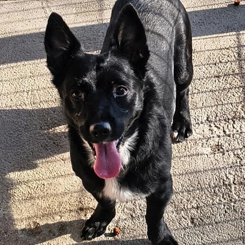 Czarek, male 6yo Mixed Breed for adoption at Schronisko dla Zwierząt — Racibórz (Azorki)
