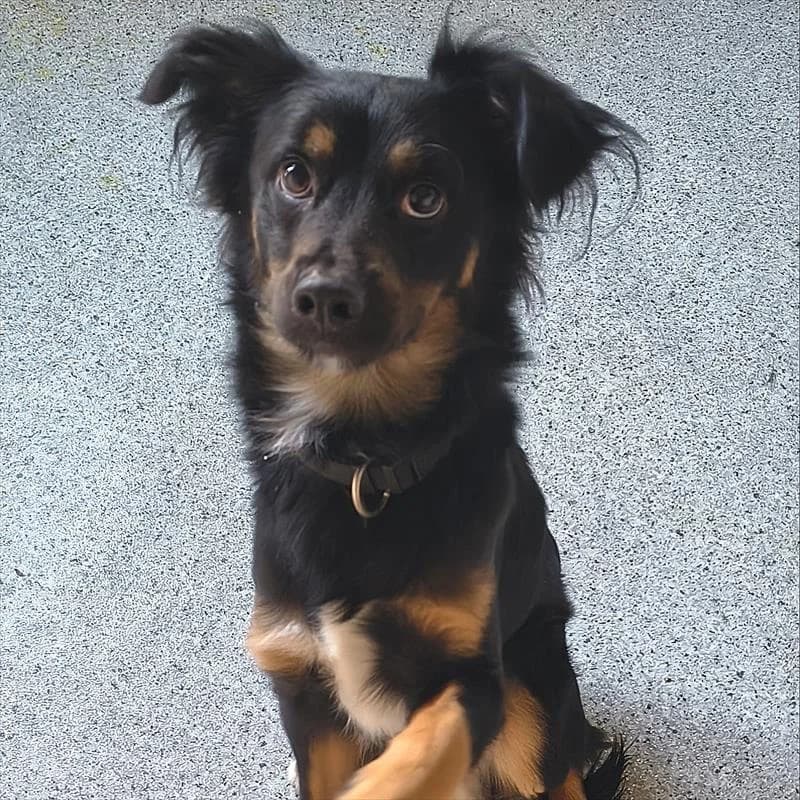 Frędzel, male Mixed Breed for adoption at Schronisko dla Zwierząt — Racibórz (Azorki)