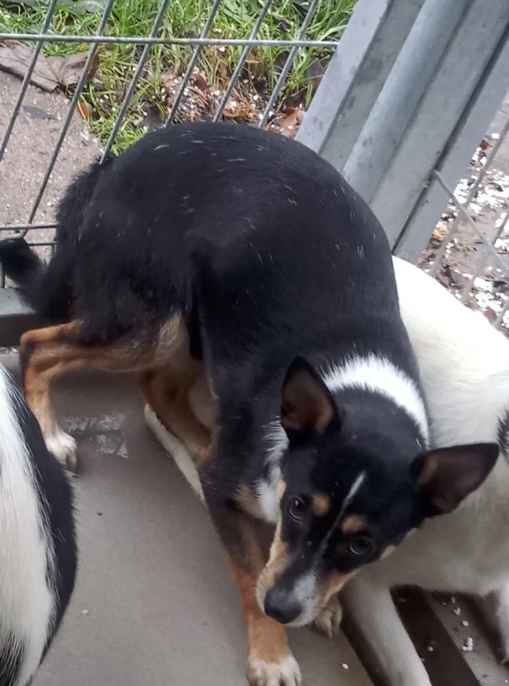 013937, male senior Mixed Breed for adoption at Schronisko Bełchatów