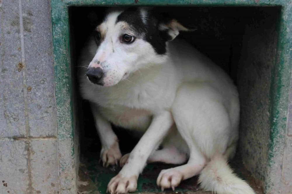 013932, female senior Mixed Breed for adoption at Schronisko Bełchatów
